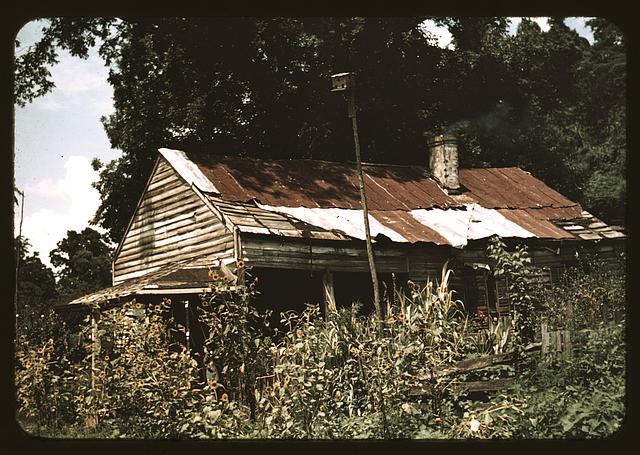 An old house almost hidden by sunflowers, Rodney, Miss.