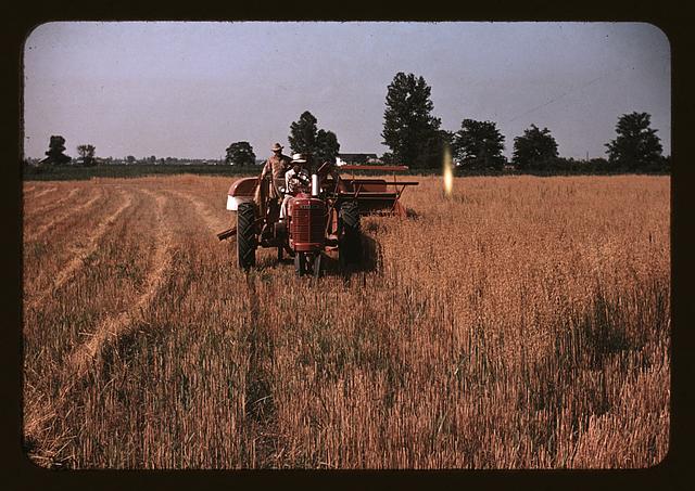 Harvesting oats, southeastern Georgia?