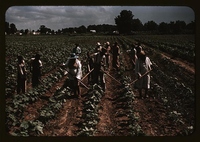 Bayou Bourbeau plantation operated by Bayou Bourbeau Farmstead Association, a cooperative established through the cooper