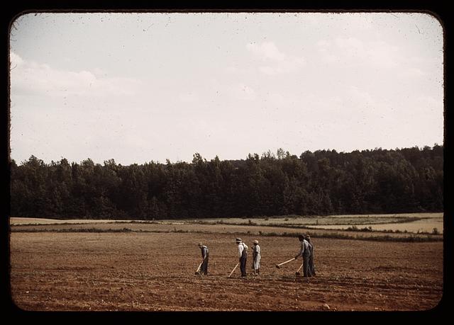 Chopping cotton, Greene County, Ga.?