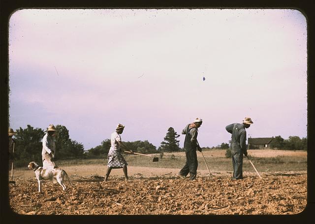 Chopping cotton on rented land near White Plains, Greene County, Ga.