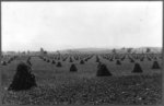 Harvest time in Middletown Valley, Frederick (vicinity)(?), Md.