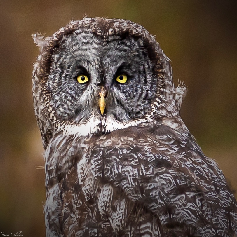 Great Grey Owl Portrait with Piercing Gaze