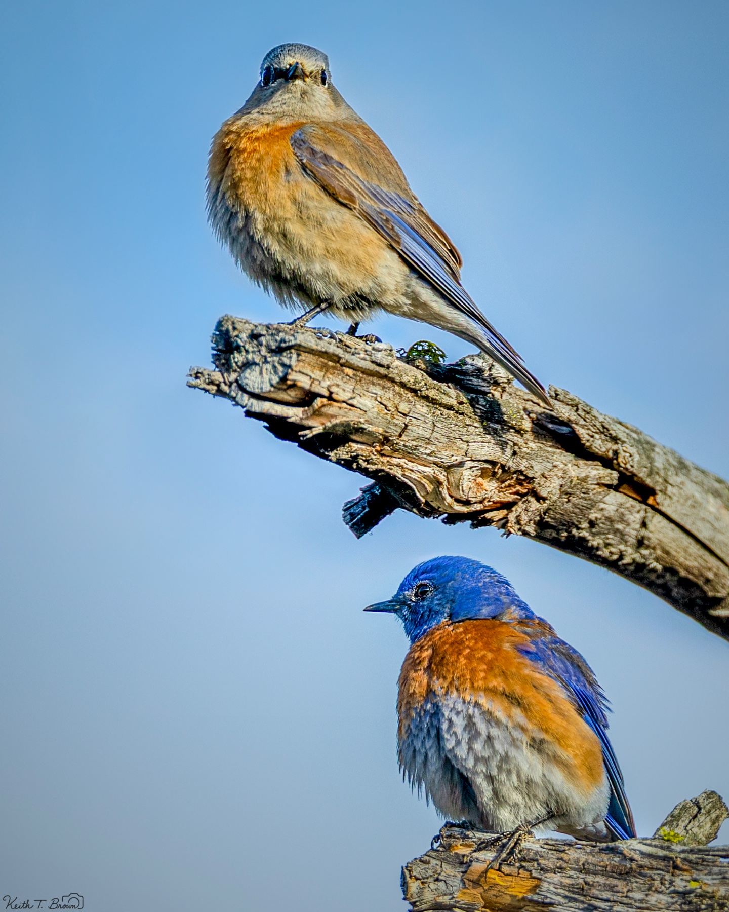 Two Robins Perched on Weathered Branches