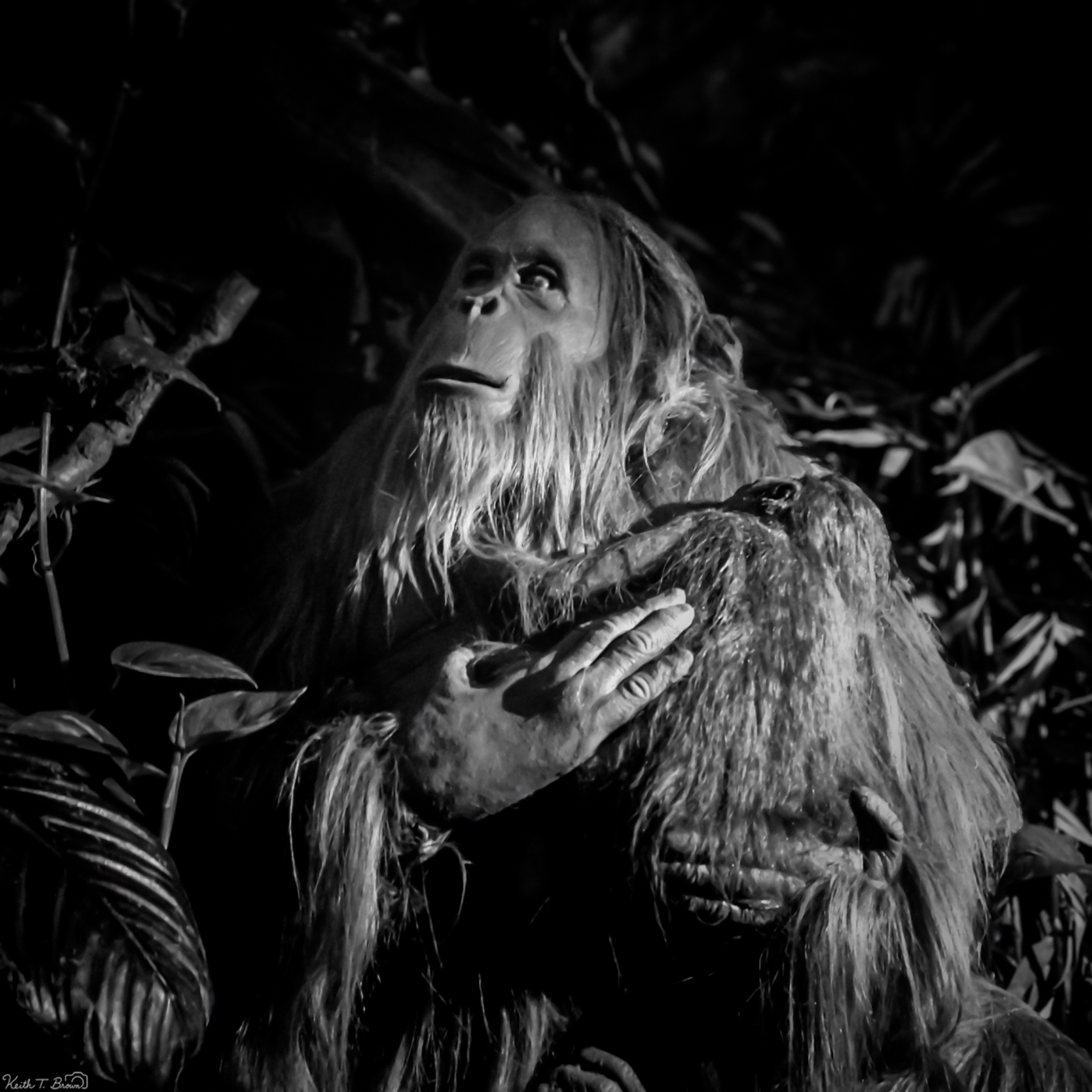 Orangutan Mother and Baby in Black and White
