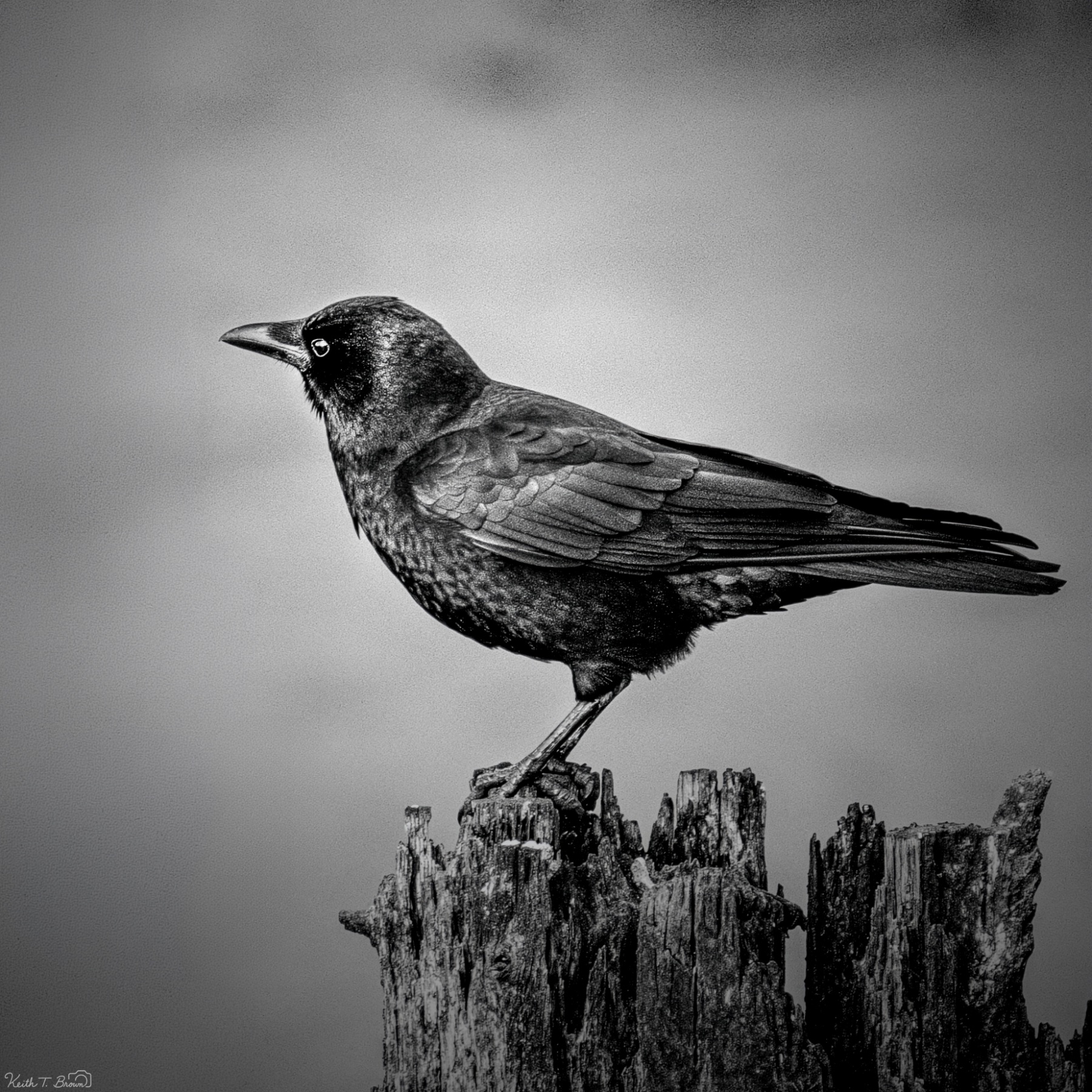 Songbird Perched on Weathered Wood